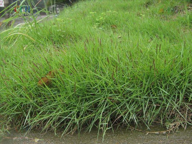 結(jié)縷草草坪草的經(jīng)濟價值及其種植管理技術(shù)