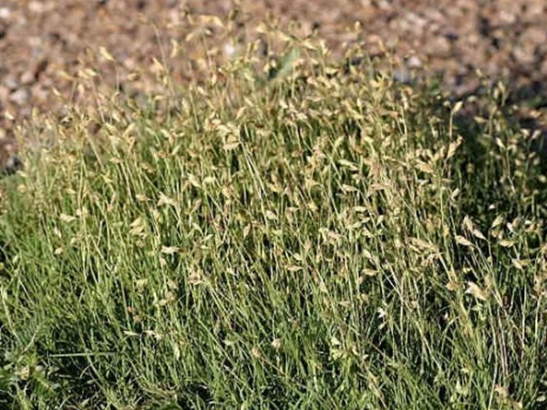 野牛草草坪建植特點(diǎn)以及介紹