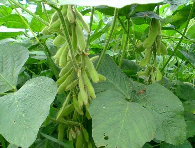 黑豆種植方法有哪些？什么時候播種比較合適？