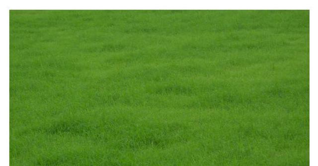 野牛草種植這幾個步驟一定要掌握好，種植就比較簡單
