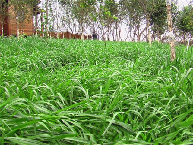 禽畜飼料的好選擇，多年生黑麥草種植方式是什么