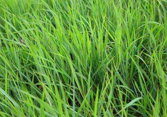 耐活堿草農(nóng)作物，要知道它的生物特性，種植起來很簡單