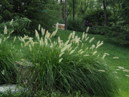 狼尾草種植技術(shù)是什么，有什么需要注意的