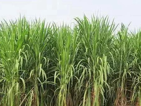 皇竹草種植經(jīng)濟(jì)效益是什么？有什么作用？