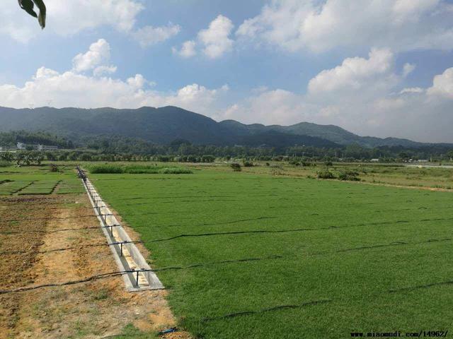 結(jié)縷草草坪草的經(jīng)濟價值及其種植管理技術(shù)