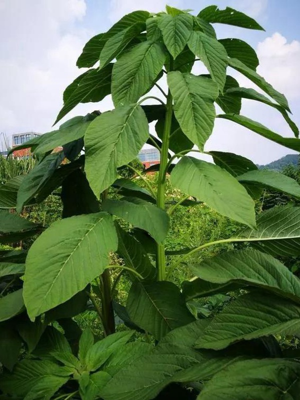 養(yǎng)豬用什么牧草種植比較好？