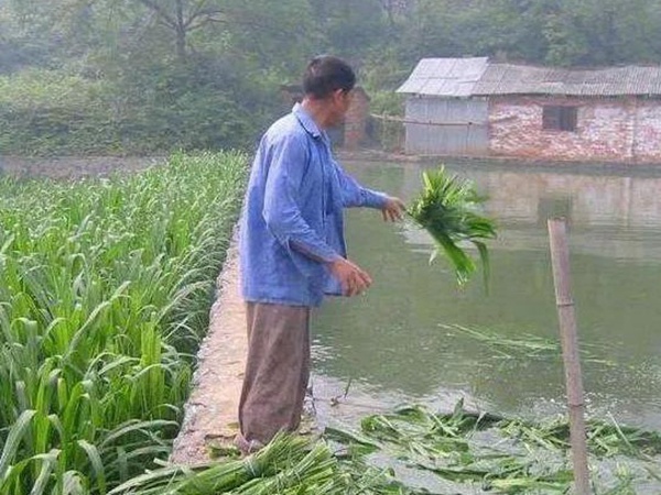 養(yǎng)魚(yú)種什么草種好？皇竹草喂草魚(yú)效果好，有什么方法