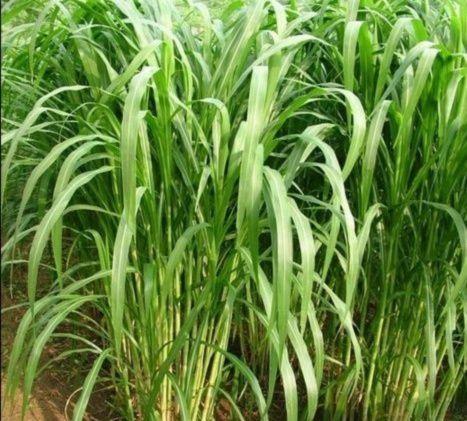 有一種草叫墨西哥玉米草，最適合農(nóng)村養(yǎng)殖戶種植