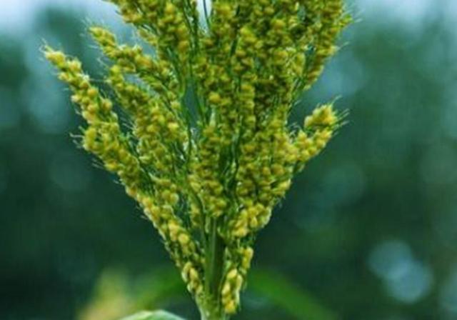 甜高梁種植技巧是什么，如何產(chǎn)量高