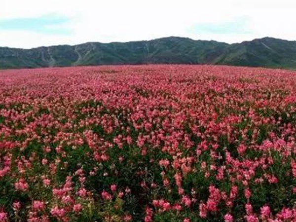 牧草皇后“紅豆草”主要價值與應(yīng)用