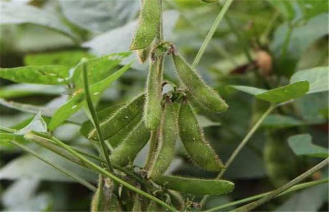 黑豆如何種植？種植方法是什么？有什么需要注意的？