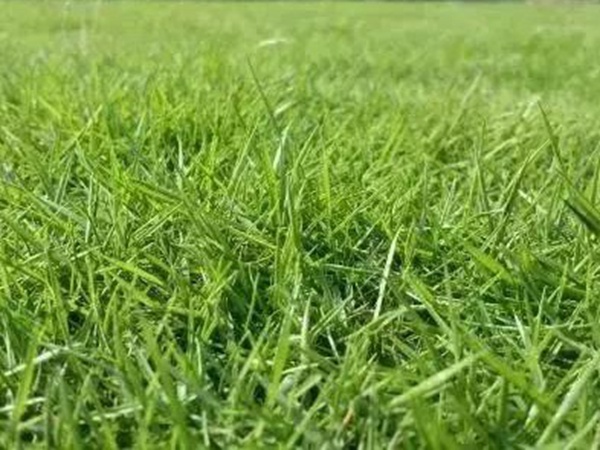 不同氣候地區(qū)怎么選擇綠化草種？有什么好的方法？