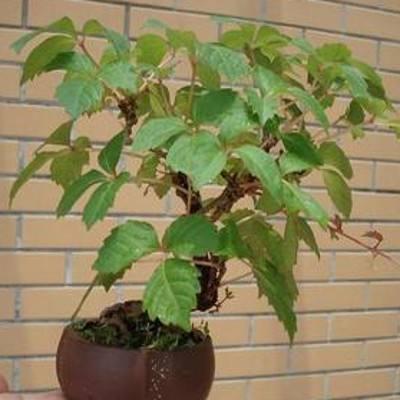 爬山虎也能做盆景？生長能力比較好，抗旱能力不錯