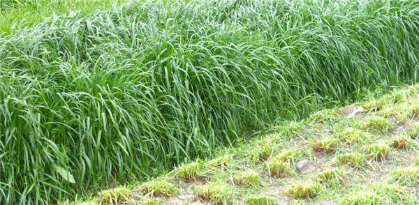 優(yōu)質(zhì)牧草——高丹草，種植高丹草種子如何高產(chǎn)？