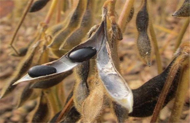 黑豆如何種植？種植方法是什么？有什么需要注意的？