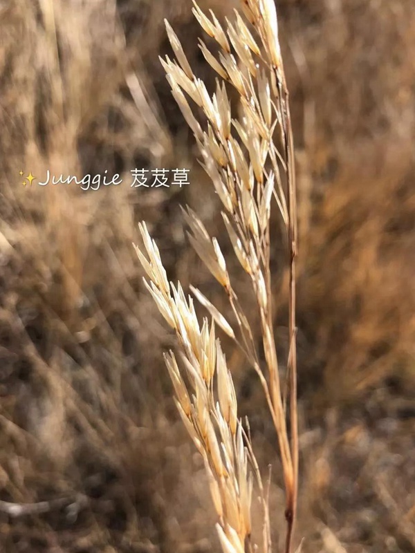芨芨草飼用價(jià)值？——耐寒耐旱耐鹽堿