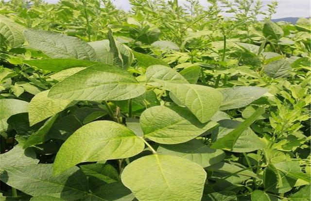 黑豆如何種植？種植方法是什么？有什么需要注意的？