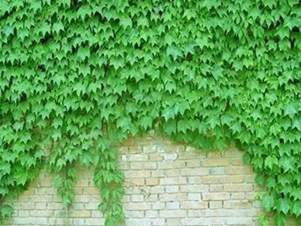 爬山虎如何種，爬山虎種植方法有哪些？