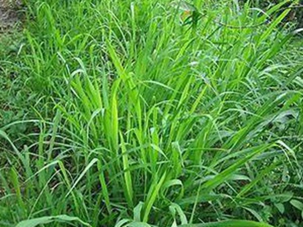 牧草要怎么種植比較好，有什么好的方法？