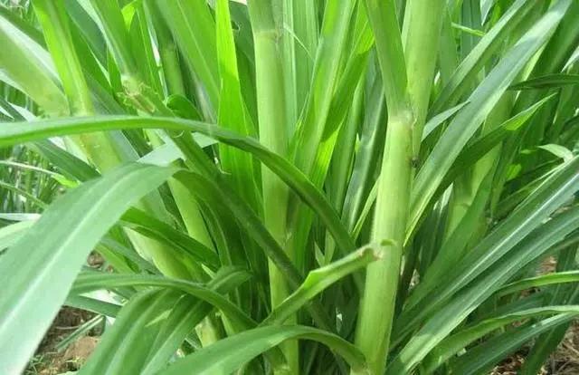 皇竹草養(yǎng)豬、喂雞可降低成本增加收入，栽培方法！