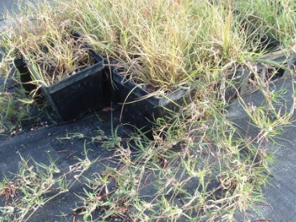 野牛草草坪建植特點(diǎn)以及介紹