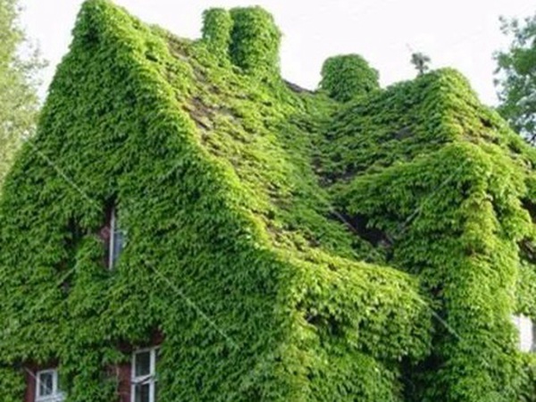 「爬山虎」的種植方法，有什么種植要求？