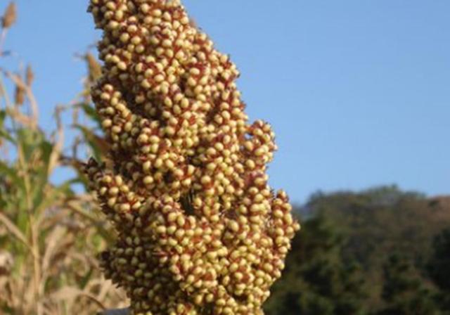 甜高梁種植技巧是什么，如何產(chǎn)量高