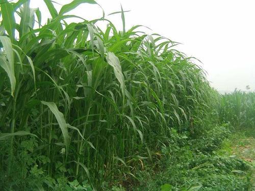墨西哥玉米草有這些優(yōu)勢，你懂嗎