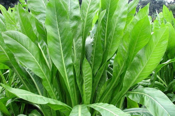 農(nóng)戶養(yǎng)鴨菊苣種子價(jià)格多少錢一斤，菊苣草播種時(shí)間