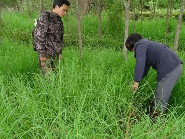 不同氣候地區(qū)怎么選擇綠化草種？有什么好的方法？