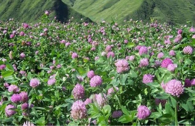 綠化草坪種類圖片，不同的草坪用途和功能都有所差別