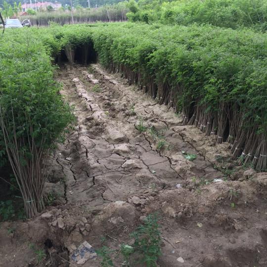 紫穗槐育苗產(chǎn)苗量高，繁育時(shí)間短，生長(zhǎng)速度快
