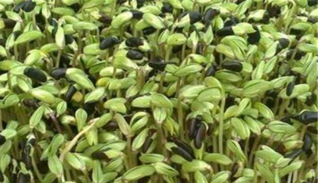 黑豆怎么樣種植？如何提高黑豆高產(chǎn)量？
