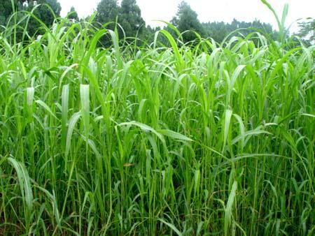 優(yōu)質(zhì)的牧草——蘇丹草，怎么種植可以高產(chǎn)