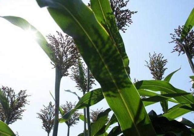 甜高梁種植技巧是什么，如何產(chǎn)量高