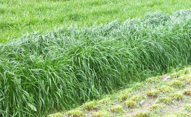 秋冬季節(jié)適合養(yǎng)殖種牧草嗎？種植什么牧草比較好？