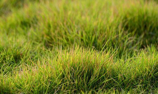 結(jié)縷草草坪草的經(jīng)濟價值及其種植管理技術(shù)