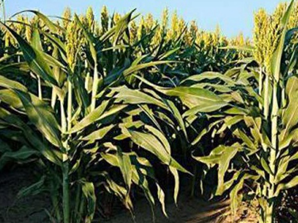 黑小麥批發(fā)價(jià)格多少錢一斤？黑小麥種植方法是什么？