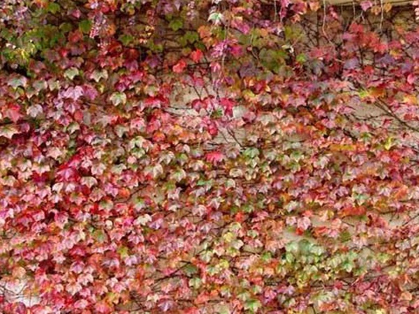 爬山虎種子怎么種？爬山虎種子多久發(fā)芽？