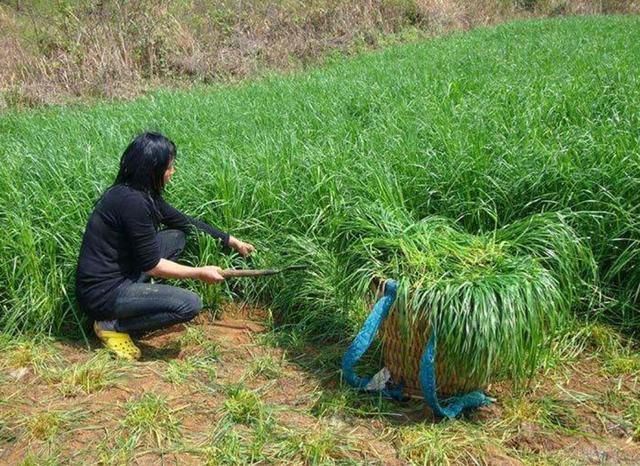 一次種植，多次收益的優(yōu)質(zhì)牧草——多年生黑麥草