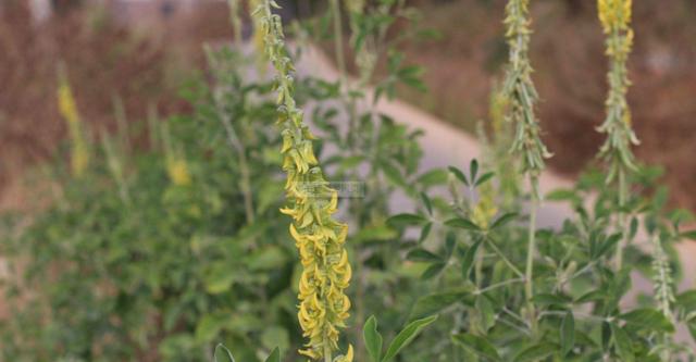 豬屎豆種植技術說明，什么時候種植最佳？
