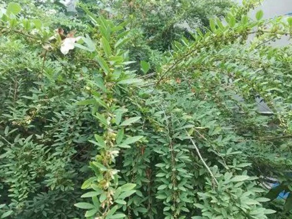 生態(tài)綠化種子有哪些，有什么需要注意的