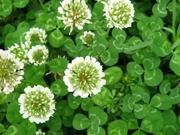 白三葉除草最強(qiáng)技術(shù)有哪些？