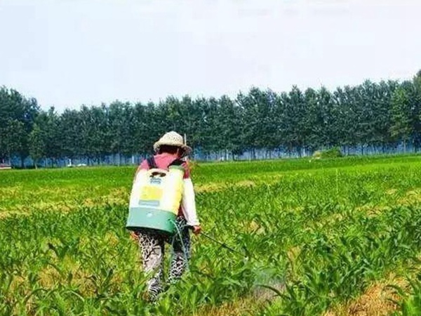 種植墨西哥玉米有這幾個(gè)要點(diǎn)，掌握好這幾個(gè)要點(diǎn)獲得高產(chǎn)量