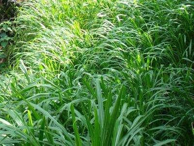 優(yōu)質(zhì)的牧草——蘇丹草，怎么種植可以高產(chǎn)