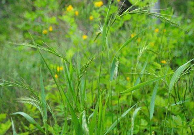 耐活堿草農(nóng)作物，要知道它的生物特性，種植起來很簡單