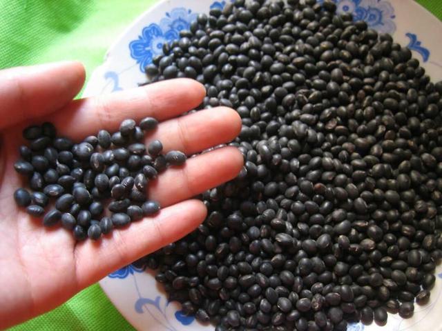 黑豆種植方法有哪些？什么時候播種比較合適？