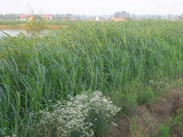 蘇丹草喂牛一畝可養(yǎng)幾頭牛，種植技術(shù)要點是什么
