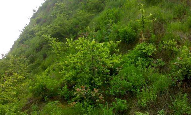 豬屎豆種植技術說明，什么時候種植最佳？