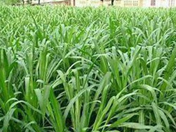 牧草要怎么種植比較好，有什么好的方法？
